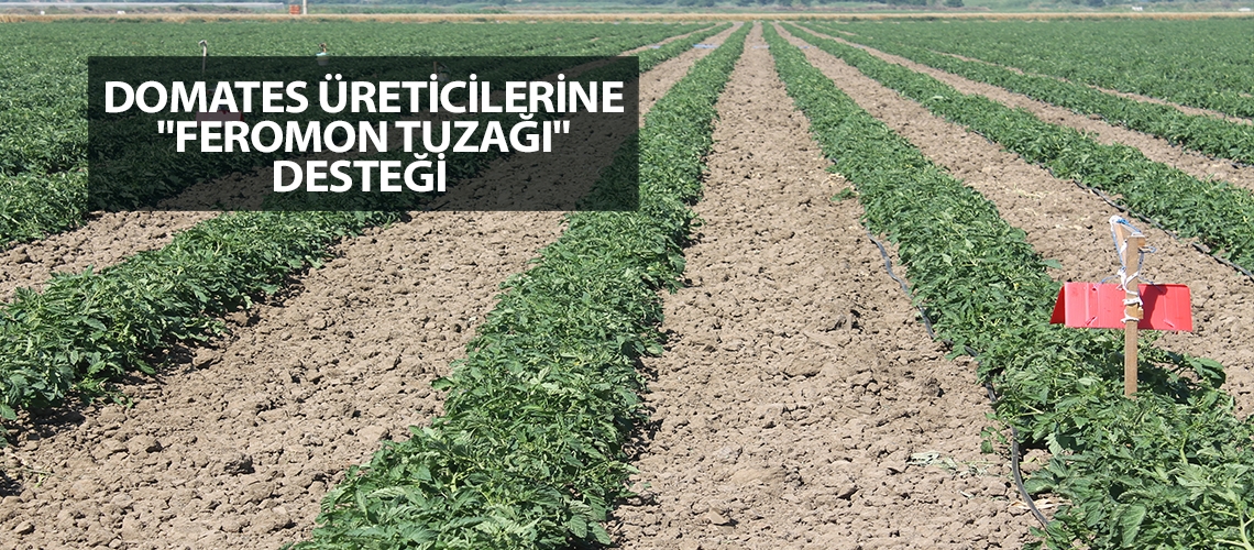 Domates üreticilerine 