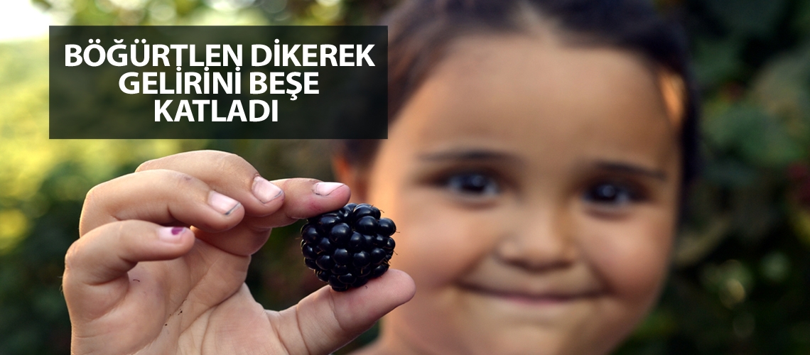 Her yıl 1 ton böğürtlen üretecek