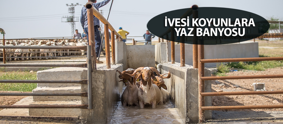 İvesi koyunlara yaz banyosu
