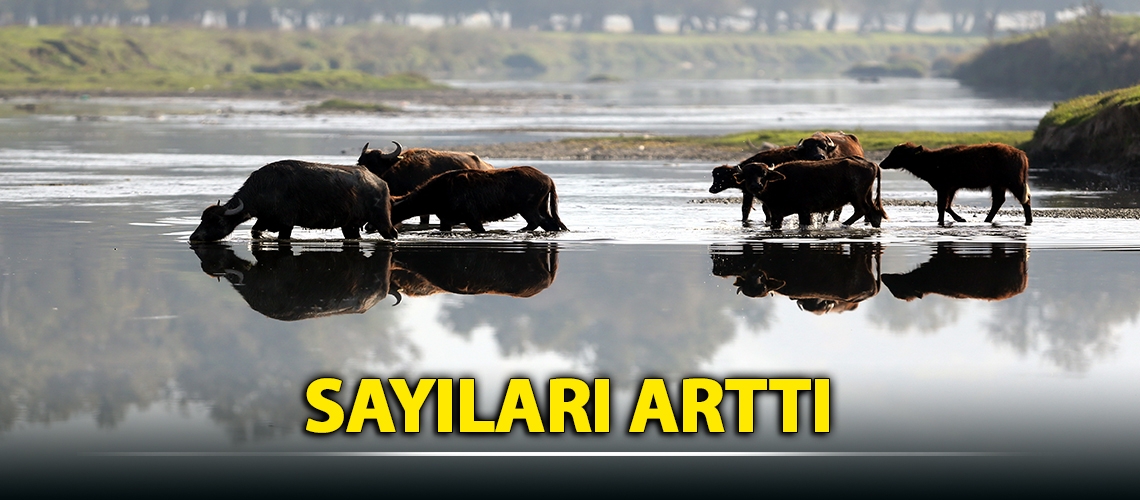 Sayıları arttı