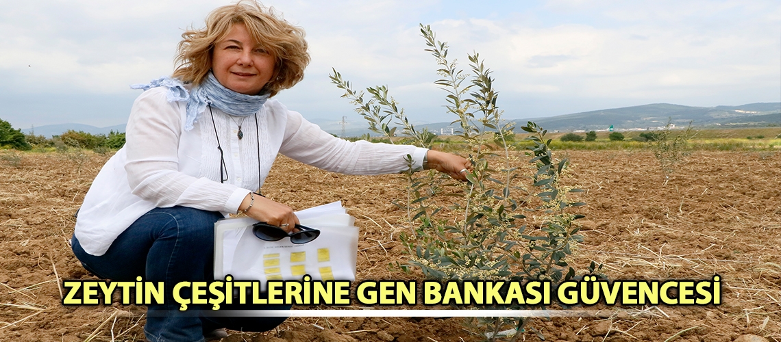 Zeytin çeşitlerine gen bankası güvencesi