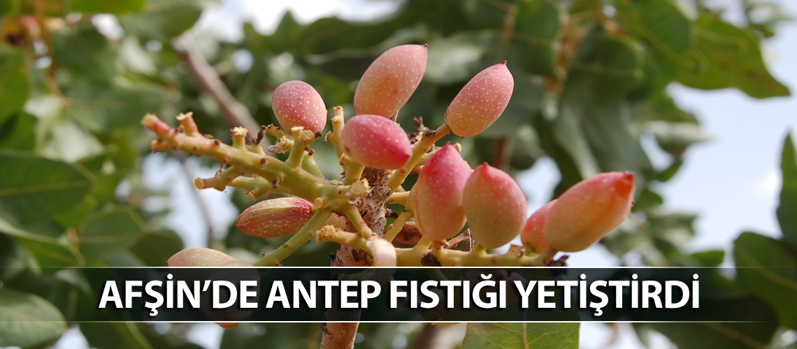 Menengiç ağaçlarını aşıladı