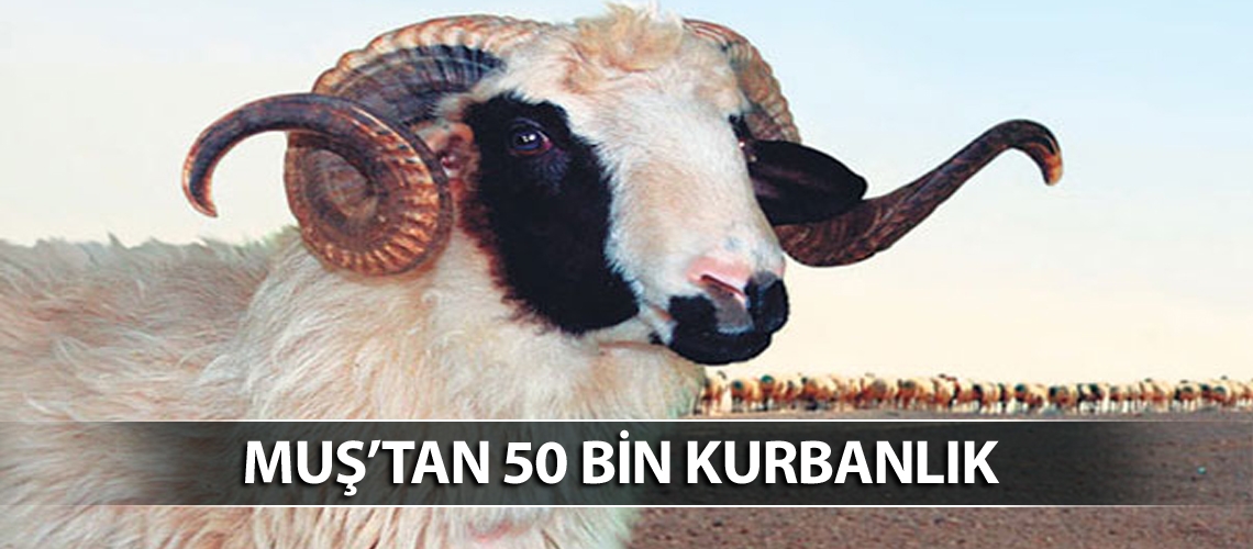 Muş'ta ilk kurbanlık sevkiyatı yapıldı