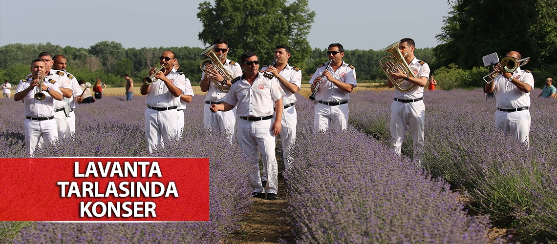 Lavanta tarlasında konser