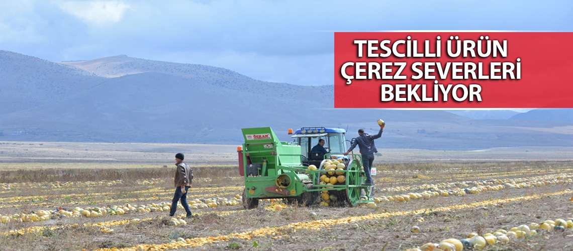 Tomarza kabak çekirdeği hasadı başladı