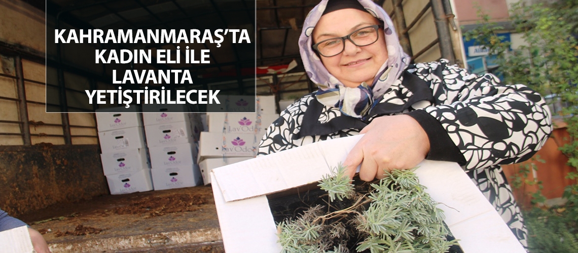 Lavanta Kahramanmaraş tarımında