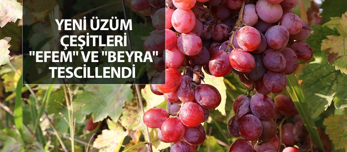 Yeni üzüm çeşitleri 