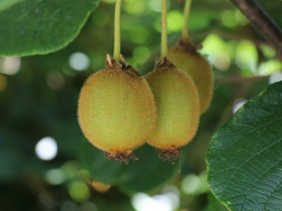 Kivide yüksek kalite ve verim için 