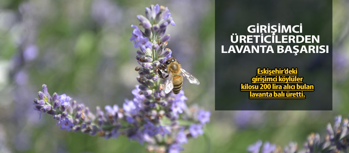 Girişimci üreticilerden lavanta başarısı