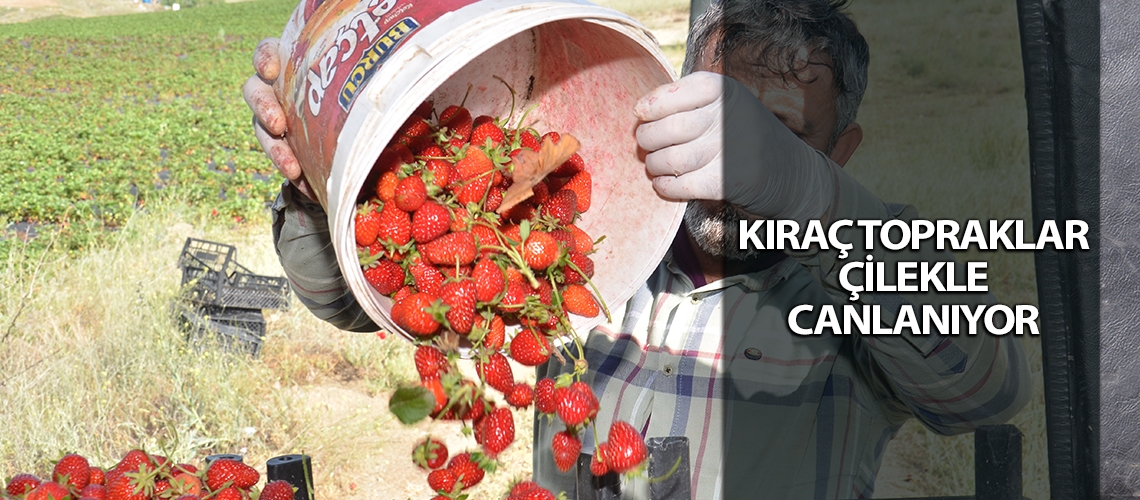 Kıraç topraklar çilekle canlanıyor