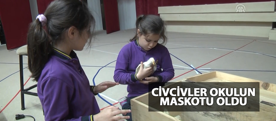 Civcivler okulun maskotu oldu