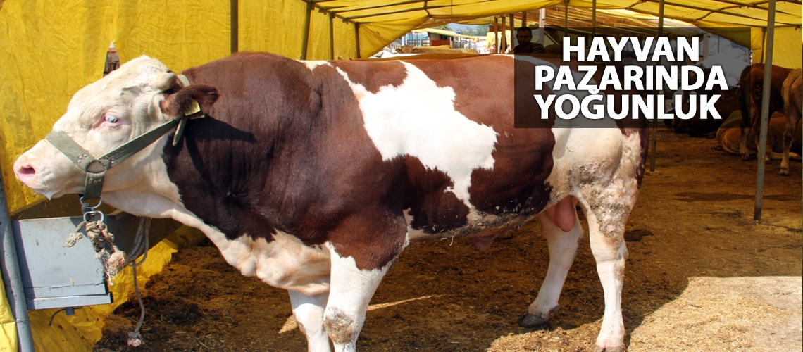 Hayvan pazarında yoğunluk