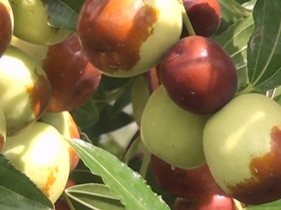 Denizli’de hünnap hasadı başladı