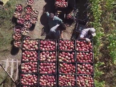 Denizli’de elma bereketi.