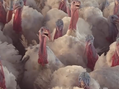 Azimli eş, hindileri yalnız bırakmadı