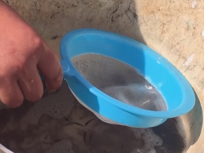 Göletlere aynalı sazan bırakıldı