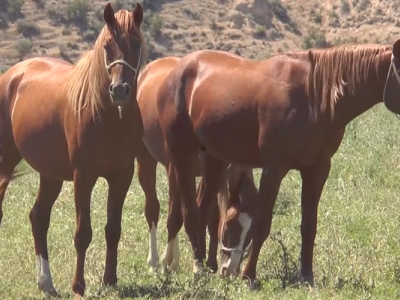 At yarışlarında yeni kurallar