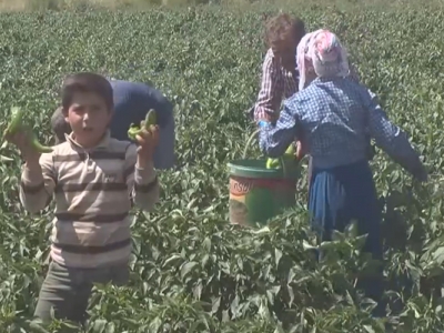 Muş’ta kapya biberinin hasadına başlandı