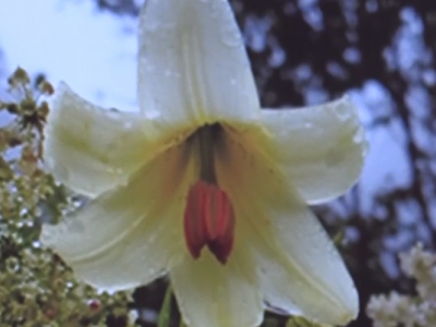 Ordu’da 900 yeni bitki çeşidi