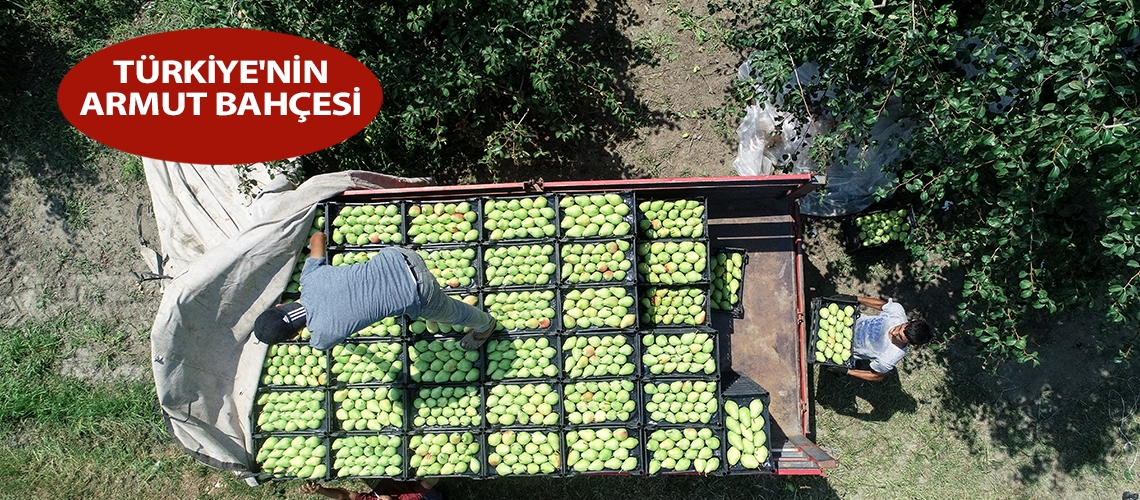Türkiye'nin armut bahçesi