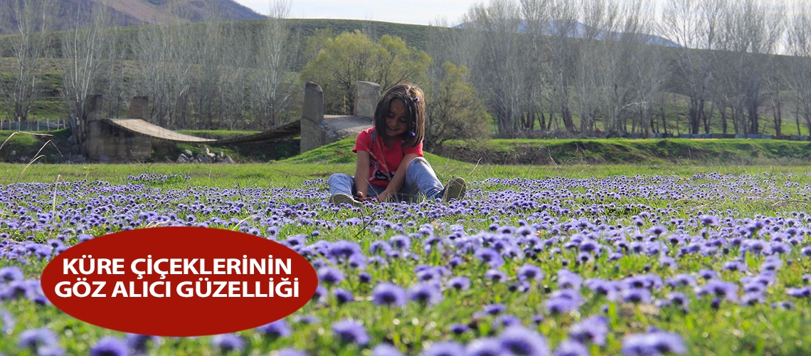 Küre çiçeklerinin göz alıcı güzelliği