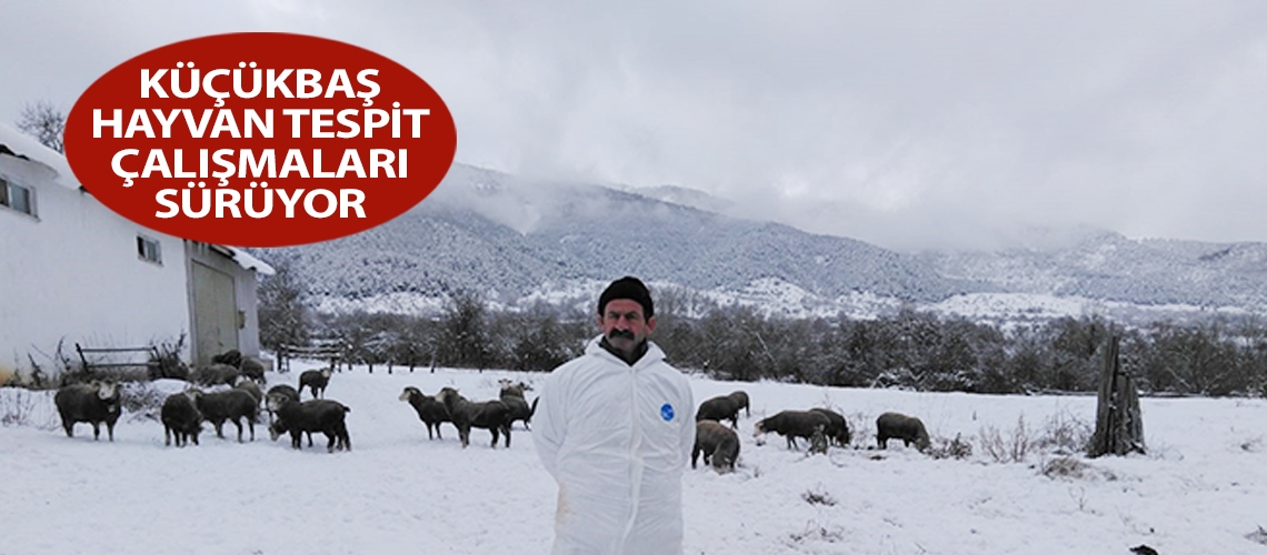 Küçükbaş hayvan tespit çalışmaları sürüyor