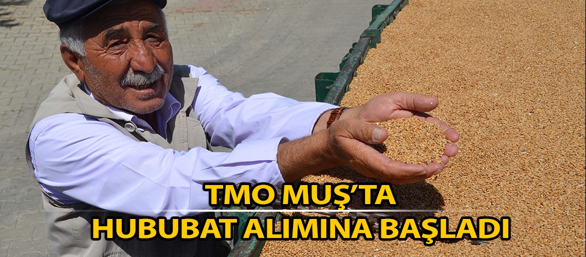 TMO Muş’ta hububat alımına başladı