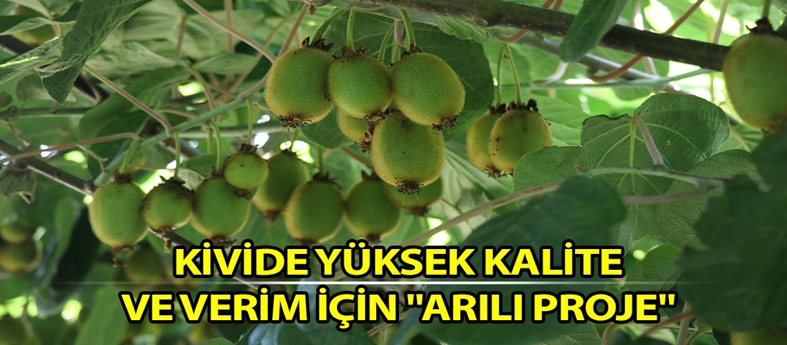 Kivide yüksek kalite ve verim için 