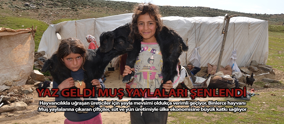 Yaz geldi Muş yaylaları şenlendi