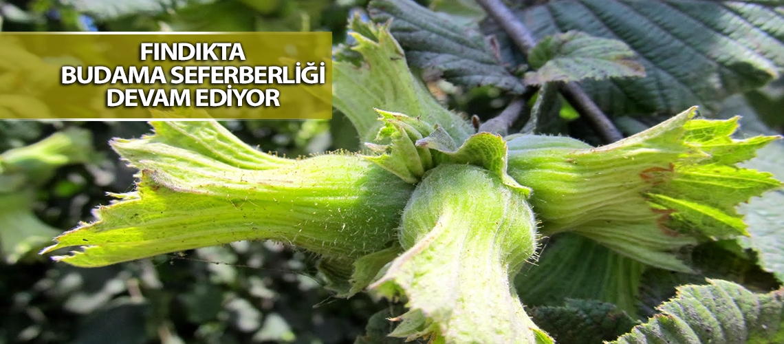 Fındıkta Budama Seferberliği Devam Ediyor