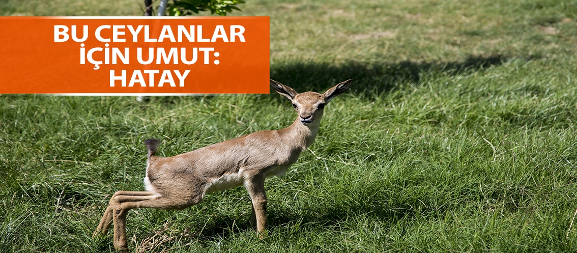 Bu ceylanlar için umut: Hatay