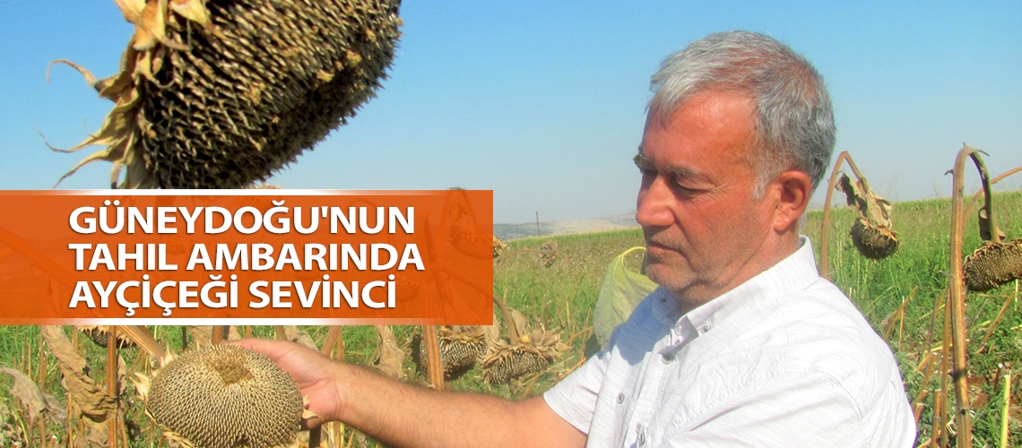 Güneydoğu'nun tahıl ambarında ayçiçeği sevinci