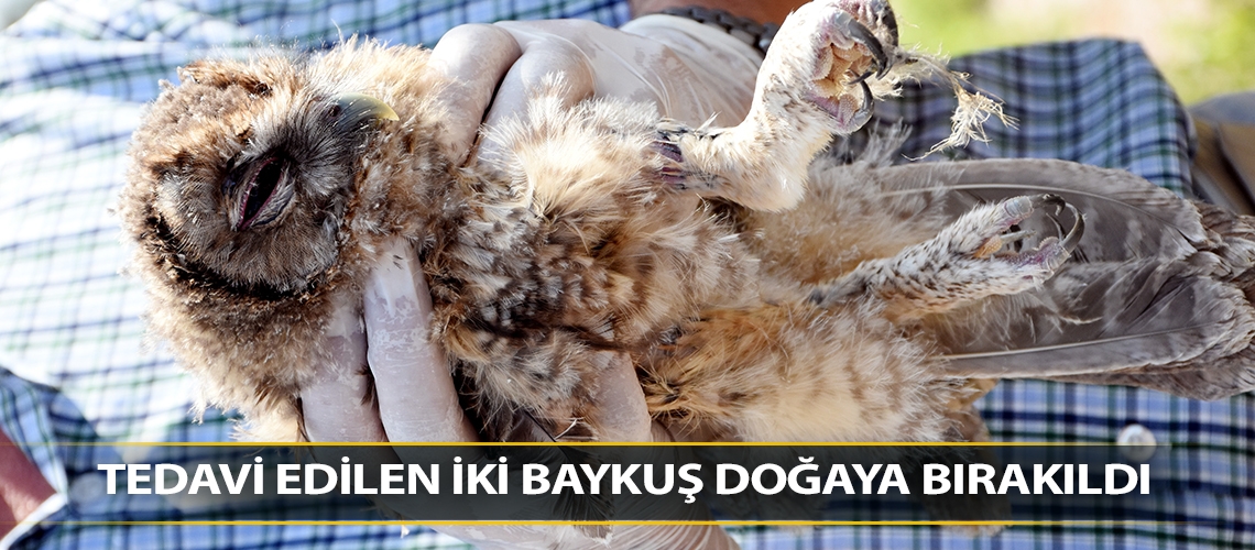 Tedavi edilen iki baykuş doğaya bırakıldı