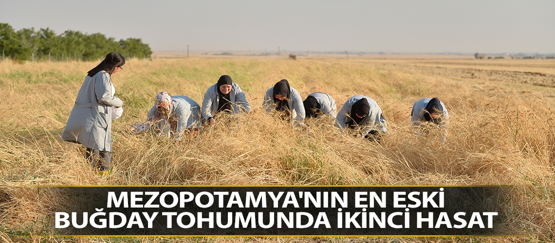 Mezopotamya'nın en eski buğday tohumunda ikinci hasat