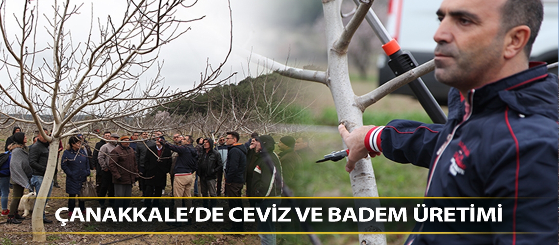 Çanakkale’de ceviz ve badem üretimi