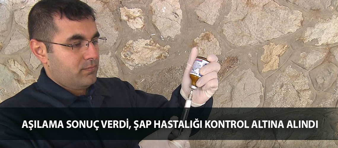 Aşılama sonuç verdi, şap hastalığı kontrol altına alındı