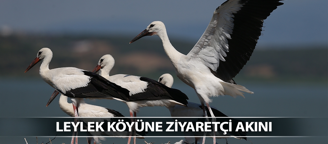 Leylek köyüne ziyaretçi akını