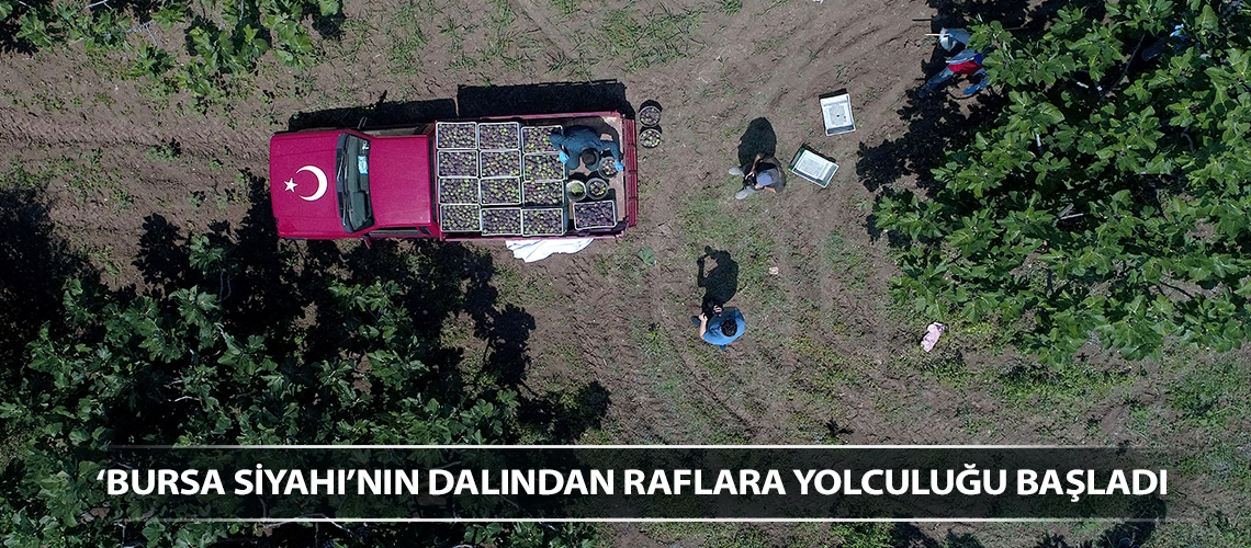 ‘Bursa siyahı’nın dalından raflara yolculuğu başladı