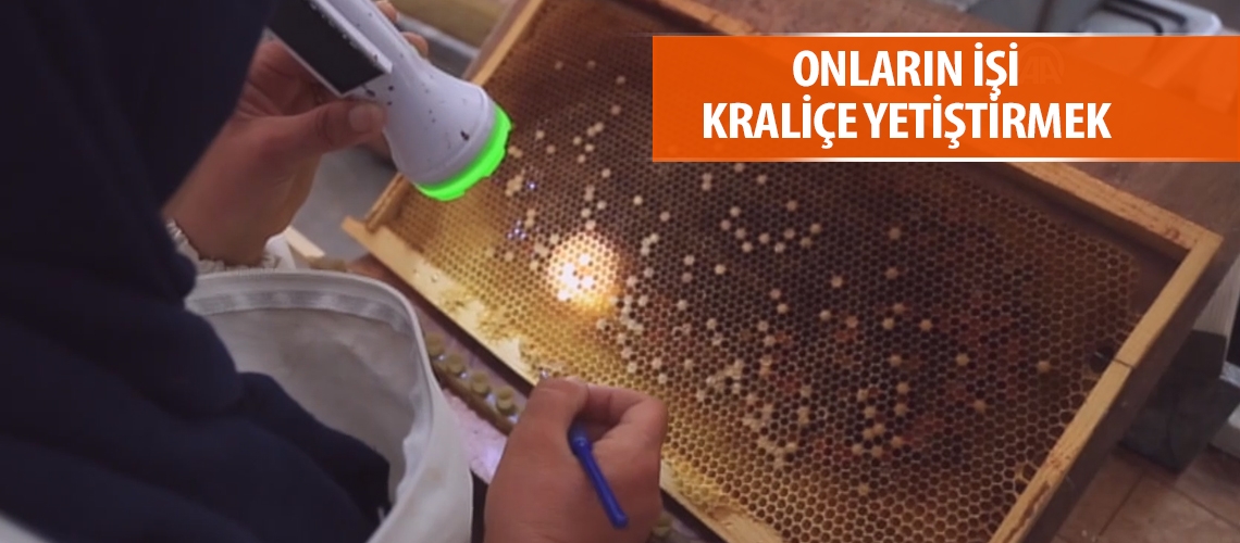 Onların işi kraliçe yetiştirmek