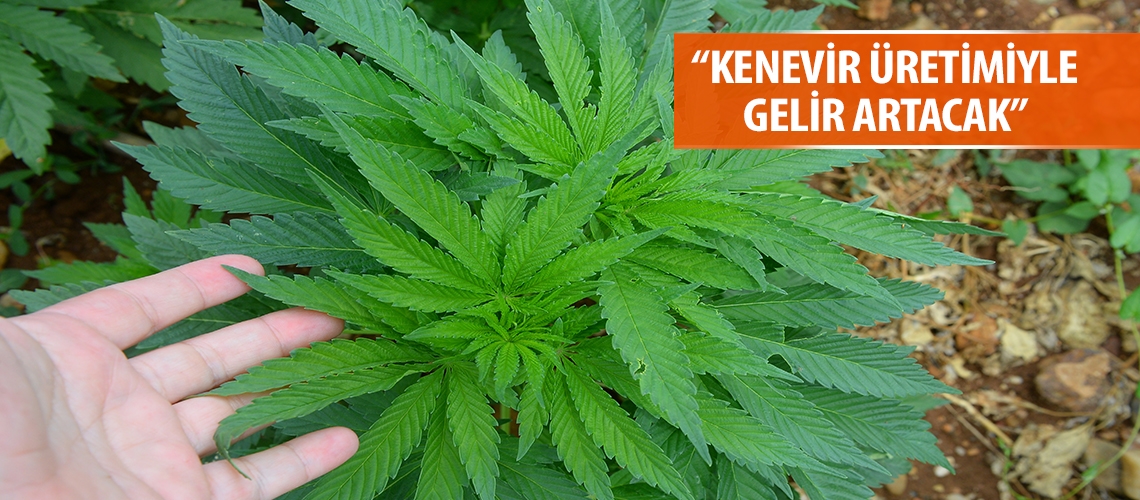 “Kenevir üretimiyle gelir artacak”