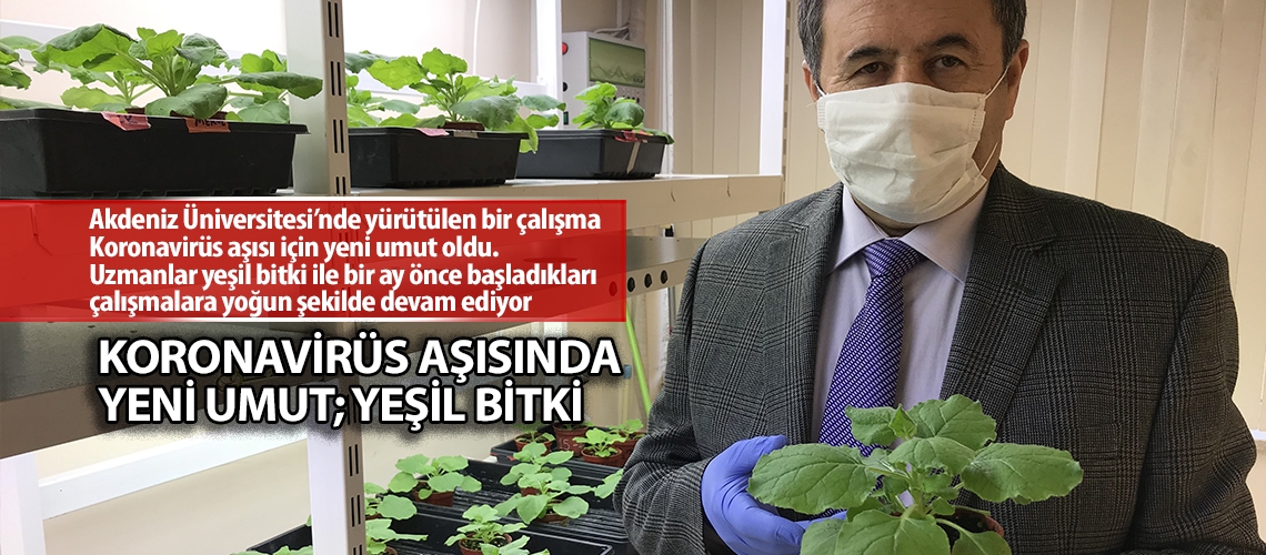 Koronavirüs aşısında yeni umut; yeşil bitki