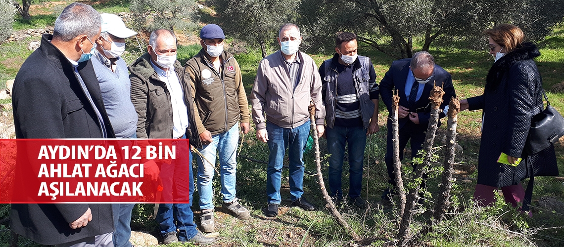 Aydın’da 12 bin ahlat ağacı aşılanacak