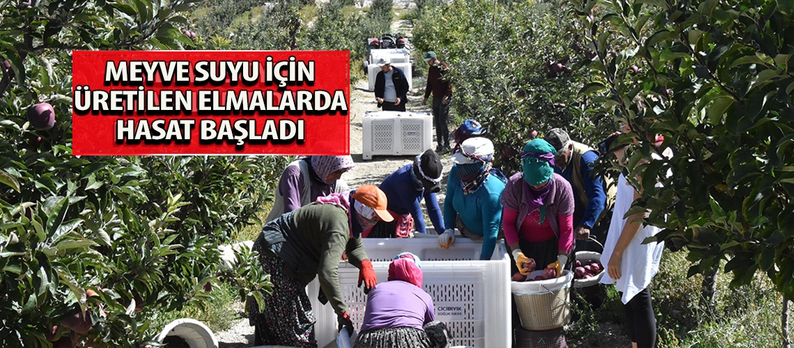 Meyve suyu için üretilen elmalarda hasat başladı