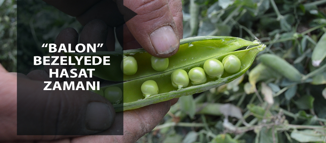 “Balon” bezelyede hasat zamanı