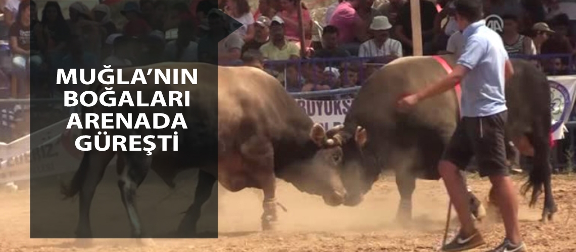 Muğla’nın boğaları arenada güreşti