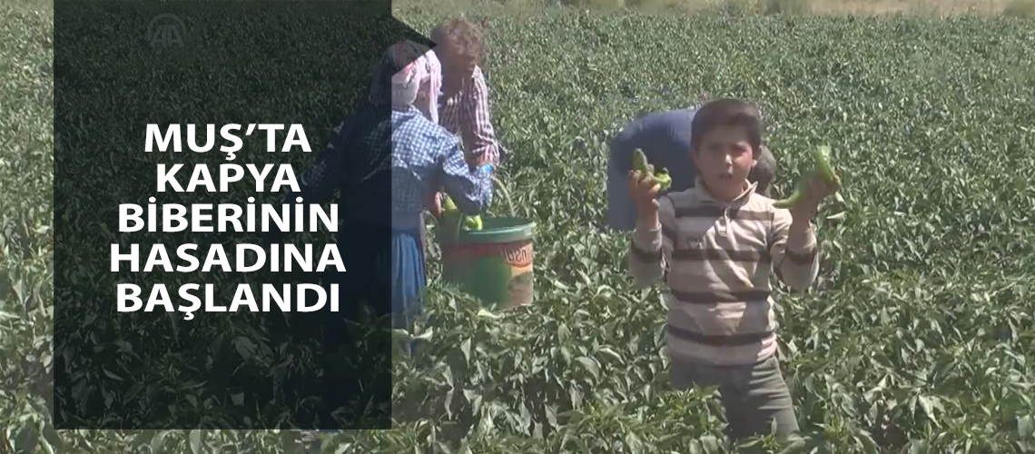 Muş’ta kapya biberinin hasadına başlandı