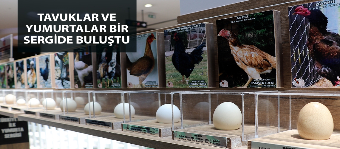 Tavuklar ve yumurtalar bir sergide buluştu