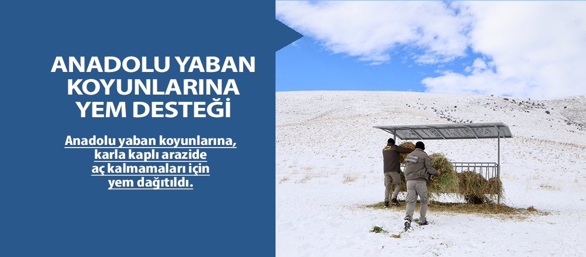 Anadolu yaban koyunlarına yem desteği