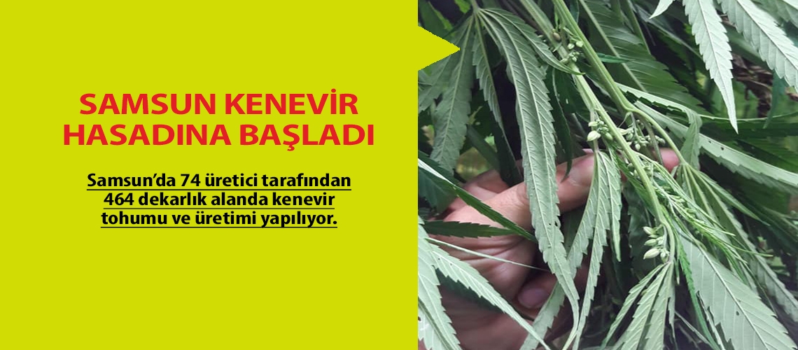 Samsun kenevir hasadına başladı