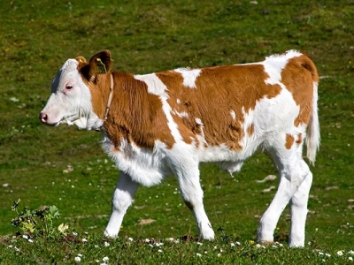 1,2 milyar liralık buzağı desteği